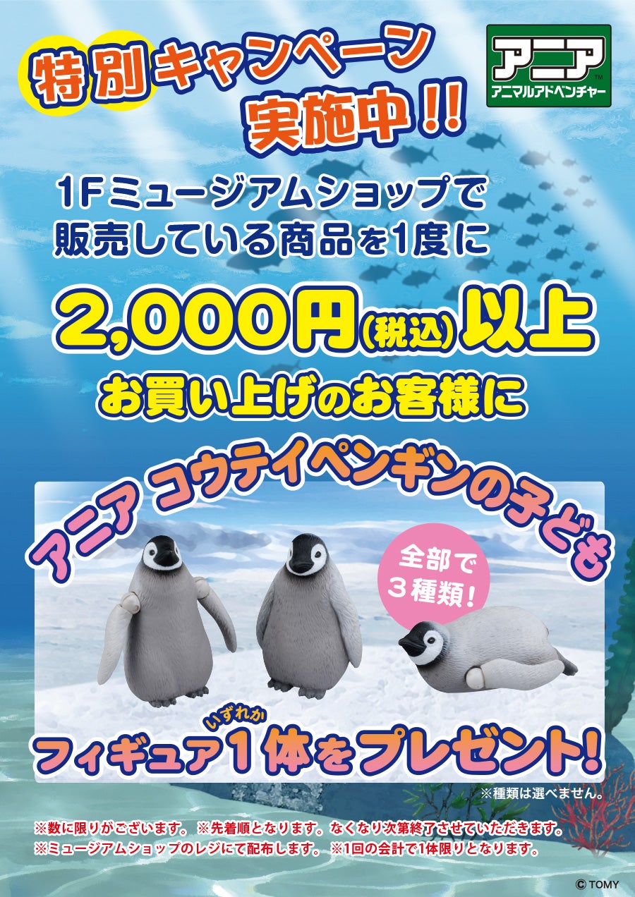 京都水族館 ミュージアムショップでお買い上げのお客様に「アニア コウテイペンギンの子ども」プレゼント！