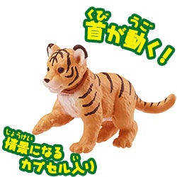 トラ（子ども）