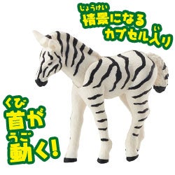 シマウマ（子ども）