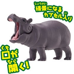 カバ（子ども）