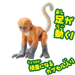 テングザル（子ども）