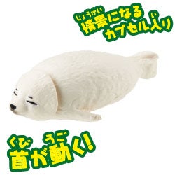 ゴマフアザラシ（子ども）