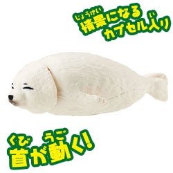 ゴマフアザラシ（子ども）