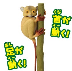 メガネザル（ニシメガネザル）