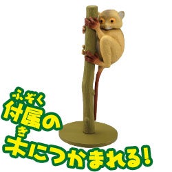 メガネザル（ニシメガネザル）