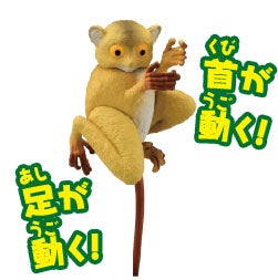 メガネザル（ニシメガネザル）