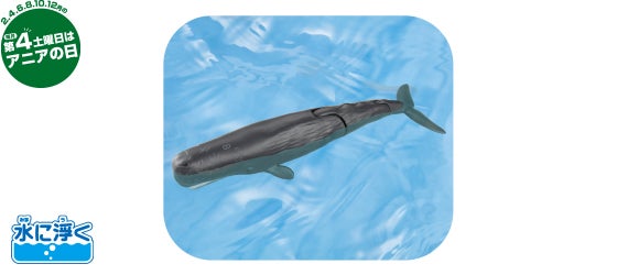 AL-34　マッコウクジラ（水に浮くVer.）