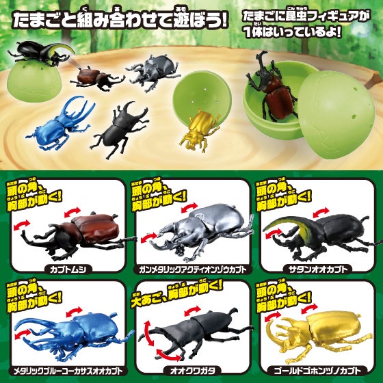 アニアのたまご　昆虫コレクション