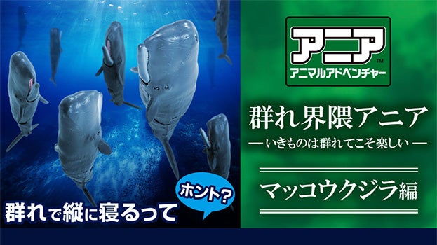 群れ界隈アニア