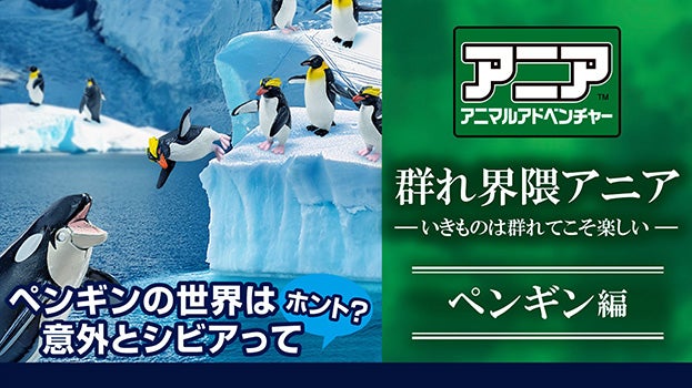 群れ界隈アニア