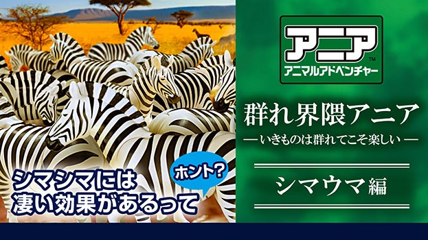 群れ界隈アニア