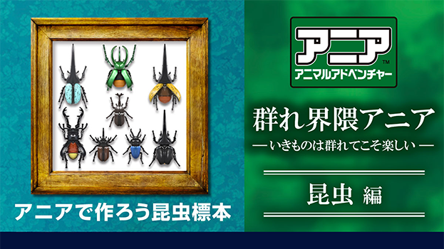 群れ界隈アニア