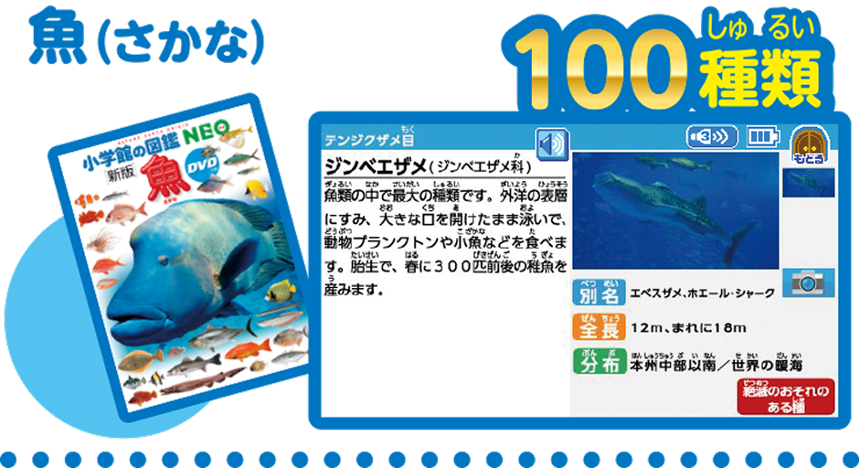 魚（さかな） 100種類