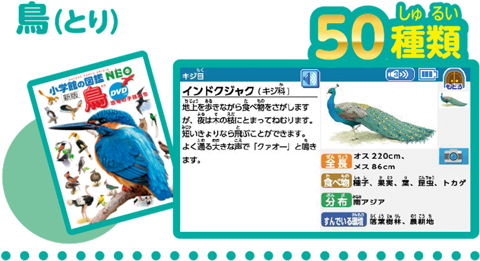 鳥（とり） 50種類